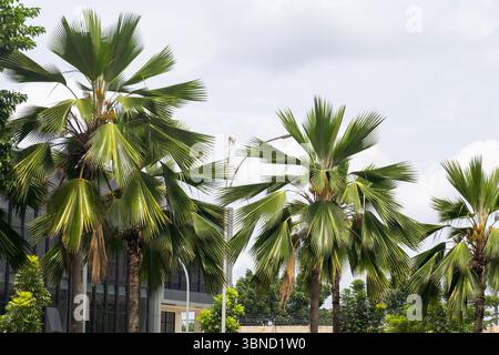 Three palm trees are lined up in a row, with one of them being the tallest. The sky is cloudy, and the trees are green and leafy Stock Photo