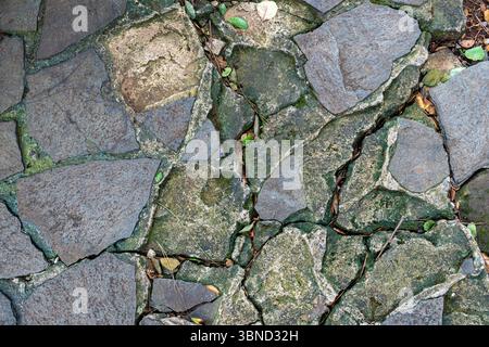 Stone walkway with moss growing on it. The moss is green and the stones are grey Stock Photo