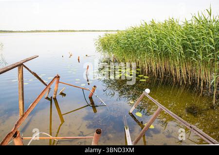 Broken wooden and metal pier structure near green reeds on the shore of a calm lake with lily pads floating on the water. Stock Photo