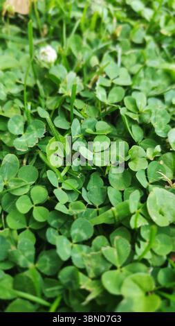 A close up of a green clover field. The clover is small and green Stock Photo