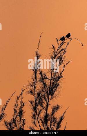 Silhouetted against a stunning orange sunset, two birds sit on a slender branch, surrounded by delicate foliage in a tranquil environment. Stock Photo