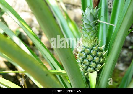 Close-Up of Young Pineapple Growing on Plant Stock Photo