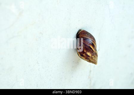 Close-Up of Snail Resting on Wall Surface Stock Photo