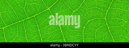 horizontal green leaf texture for pattern and background,vector illustration. Stock Vector