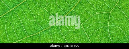 horizontal green leaf texture for pattern and background Stock Vector