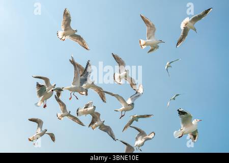 seagulls flying in the clear blue sky. a group of seagulls flying in the sky Stock Photo