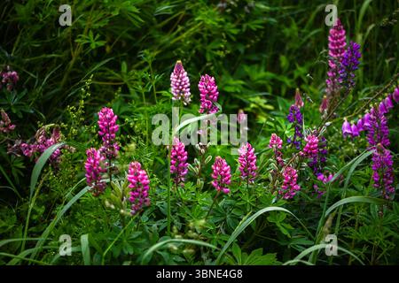 Blooming lupine flowers. A field of lupines. Violet spring or summer flowers. Gentle warm soft colors, blurred background. Stock Photo
