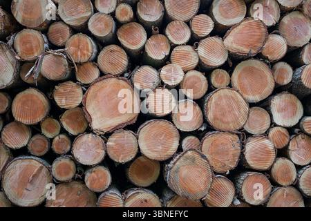 Close-Up of Cut Tree Logs Stacked in a Pile for Wood Supply Stock Photo