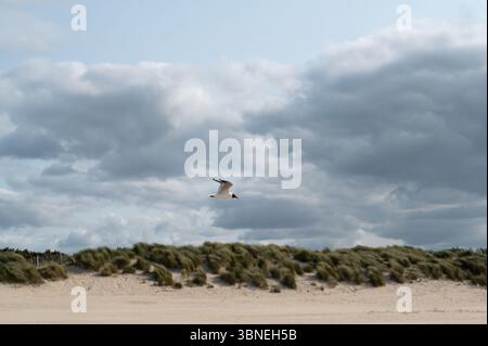 A majestic seagull gracefully soars over a tranquil sandy beach, set against a stunning backdrop of dramatic clouds Stock Photo