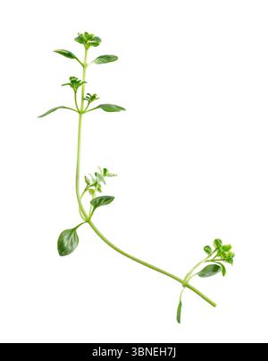 Fresh thyme sprig isolated on white background. Lemon thyme or Thymus citriodorus. Medicinal and culinary herb. Clipping path Stock Photo