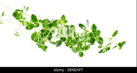 Fresh thyme sprig isolated on white background. Lemon thyme or Thymus citriodorus. Medicinal and culinary herb. Clipping path Stock Photo