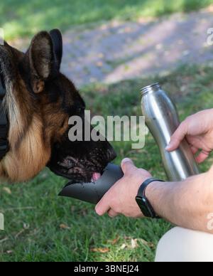 A German Shepherd happily quenches its thirst from a portable water bottle while enjoying the outdoors Stock Photo