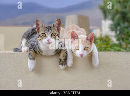 Two cute cat kittens, a pair of siblings, lying comfortably side by side on a wall and looking curiously, Crete, Greece Stock Photo