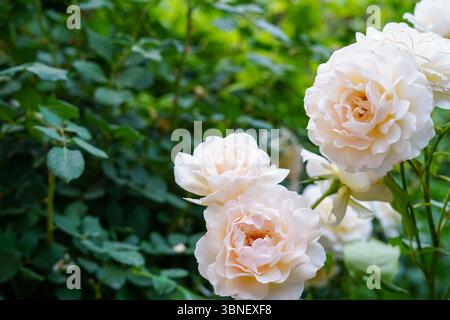 Soft cream-colored roses bloom gracefully against a rich green leafy background in a peaceful garden setting Stock Photo