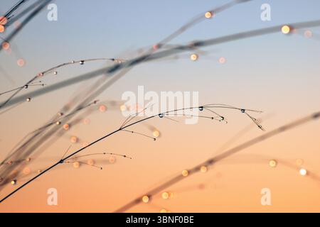 Dewdrops on blades of grass at dawn creating an effect of light and calm with warm colors. Stock Photo