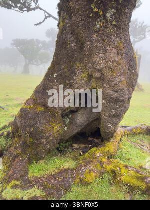 Close-up of hollow, moss-covered tree in the misty Fanal forest, Madeira. Ancient textures, twisted roots, and dreamy atmosphere. Wet hole Stock Photo
