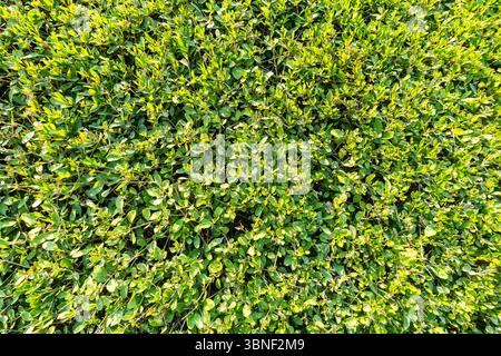 green bush wall texture. a trimmed bush with small green leaves on the background. Stock Photo