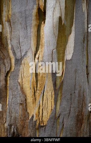 Eucalyptus tree bark, Tasman National Park, Tasman Peninsula, Tasmania, Australia. Stock Photo