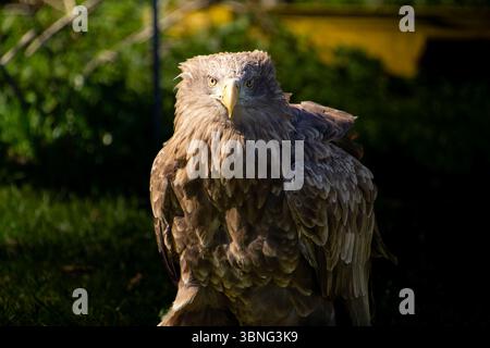 Having a conversation with a white-tailed eagle, looking directly in the camera. Stock Photo