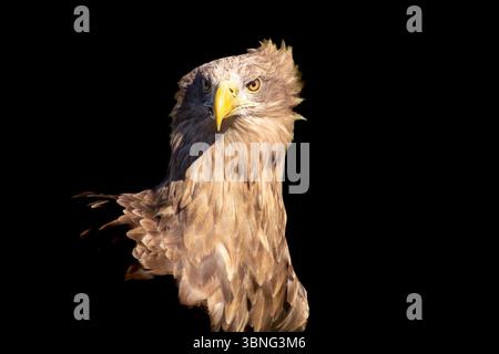 Having converstation through eye-contact with a white-tailed eagle, who is looking right into the camera. Feeling confident and celebrating his victor Stock Photo