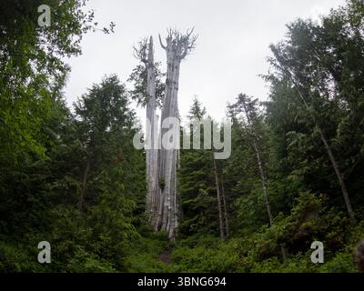 WA26642-00....WASHINGTON - The Duncan Cedar The worlds largest Western Red Cedar (Thuja Plicata), 178 feet tall and 19.4 feet in diameter. Stock Photo