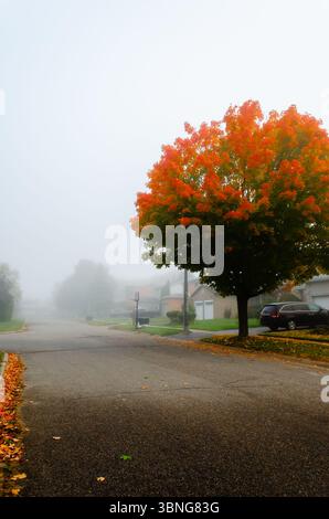 Bright orange maple tree on a residential street in the morning fog with piled leaves at the roadside. Stock Photo
