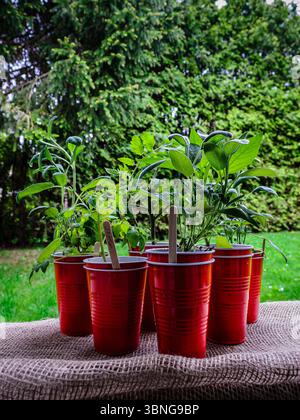 Small group of herbs and vegetables in red seedling cups and ready to plant on a sunny day. Stock Photo