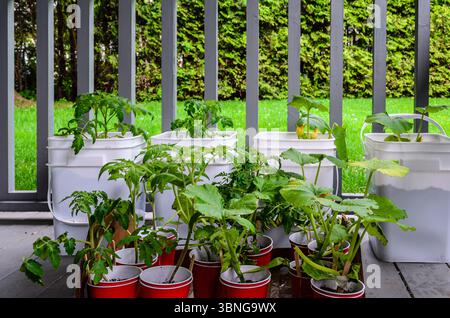 Small group of herbs and vegetables in red seedling cups ready to plant and container plants in white pails on a covered porch Stock Photo