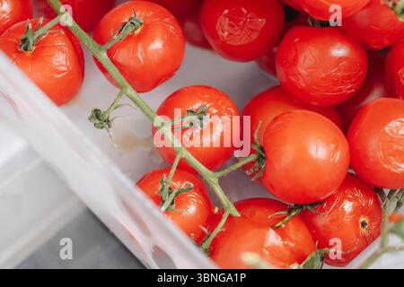 Fresh cherry tomatoes. Red juicy vegetables on vine. Organic healthy food. Harvested ripe produce in plastic box. Healthy diet ingredients. Stock Photo