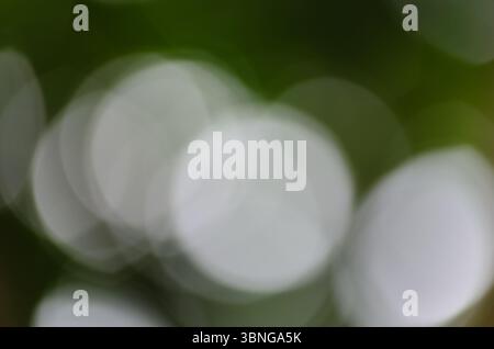 Muted abstract background of unfocused lens flare on a blurry green background Stock Photo