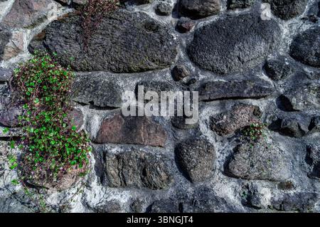 Detail view of an old medieval city wall with rough stones and small ivy plants growing between the cracks. Stock Photo