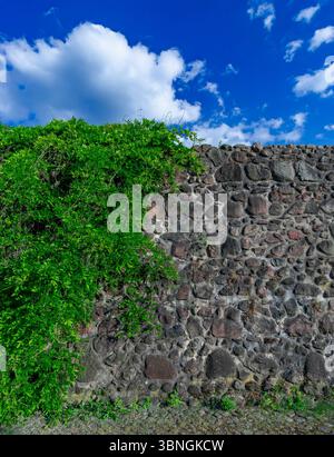 Vertical image of a historic stone city wall overgrown with green ivy under a blue sky with clouds. Stock Photo