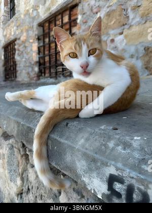 Ginger and white cat is comfortably lounging on a stone wall, showcasing a relaxed posture. The textured background and window details add a rustic ch Stock Photo