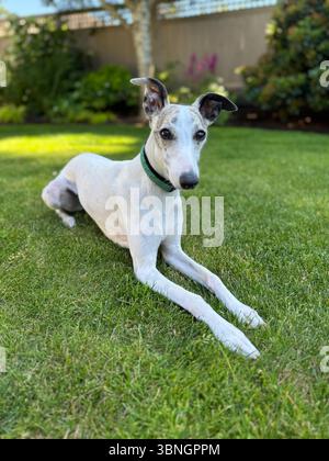 Playful female Whippet dog lounging on green grass, alert and relaxed. A sleek, speedy breed enjoying the outdoors on a sunny day. Stock Photo