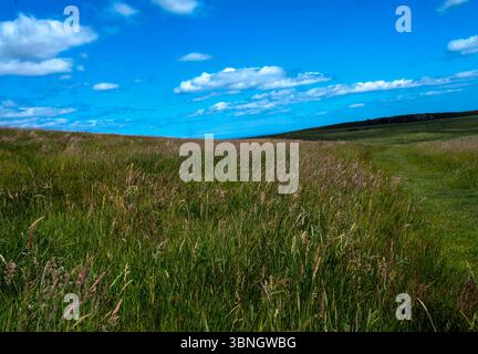 A blue summer sky horizon Ing with a green field Stock Photo