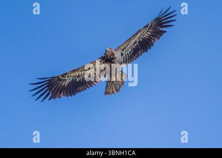 Juvenile Bald eagle in flight, Haliaeetus leucocephalus, George C. Reifel Migratory Bird Sanctuary, Delta, British Columbia, Canada Stock Photo