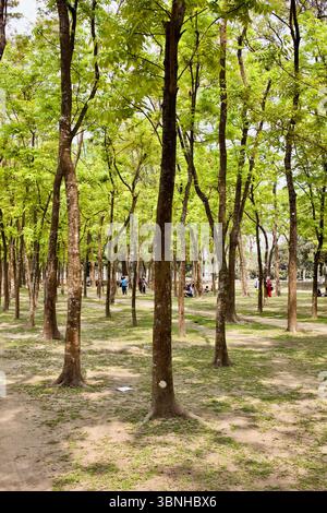 Students gather beneath trees in a wooded area of Rangpur University campus, Bangladesh, a space of shade, rest, and informal interaction. Stock Photo