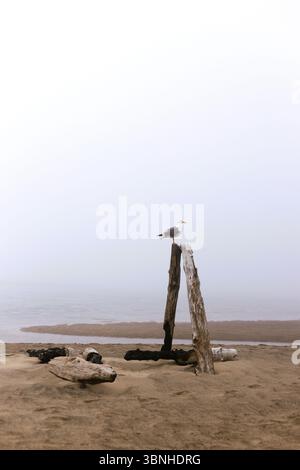 A seagull perched on upended driftwood on a foggy beach. Stock Photo