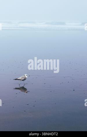 A seagull walking on a wet beach, with its reflection underneath. Stock Photo