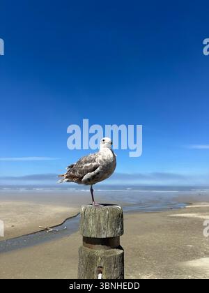 A seagull perched on one leg on a post at Nye Beach in Newport, Oregon. Stock Photo