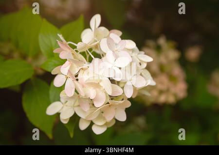 White and cream-colored hydrangea paniculata Limelight in the garden close-up. Flowers Stock Photo