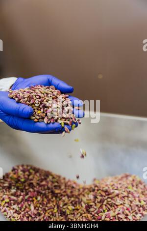 Close up of worker hands holding dry pistachios in vertical photo. Stock Photo