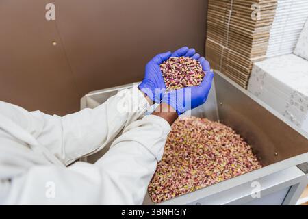 A person wearing a white lab coat is holding a handful of pistachios during the packaging process. Stock Photo