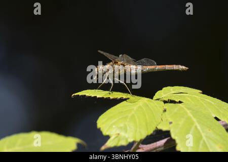 Common darter dragonfly (Sympetrum striolatum) adult insect feeding on a small insect on a bramble plant leaf in summer, England, United Kingdom, Euro Stock Photo