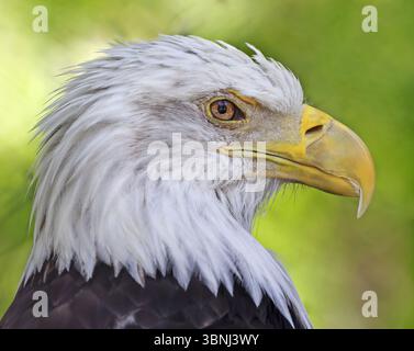 Bald eagle portrait isolated on green background, Canada Stock Photo