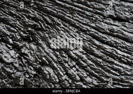 Texture - black painted oak wood. Stock Photo