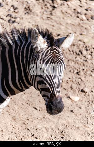 A close-up of a zebra standing gracefully, showcasing its iconic black and white stripes against a sandy terrain. Its ears are perked, and its eyes fo Stock Photo