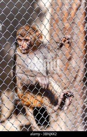 A monkey sits behind a metal fence, gripping the wires with its hands and feet, displaying a thoughtful gaze. The sunlight highlights its fur, emphasi Stock Photo