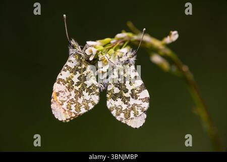 Two orange-tip butterflies gracefully perch on small white flowers, showcasing the intricate patterns on their wings, captured through this exquisite Stock Photo