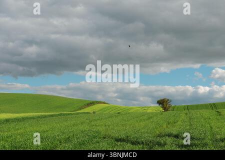 Vast green fields stretch under a dramatic sky with gray clouds, highlighting a single tree. The vibrant colors in the crop create a striking contrast Stock Photo